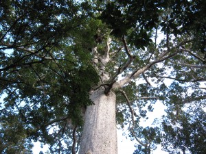 ニュージーランド　カウリの木樹齢2000年⑥